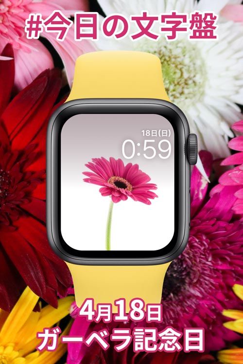 4月18日「ガーベラ記念日」のApple Watch文字盤